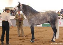 W PILLO II, RANCHO LA ESTELLA, PLATA Y MM EN SEMENTALES DE 5 Y 6 A